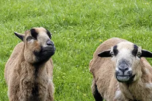 Sheep Prints: Sheep on dike eats grass Print