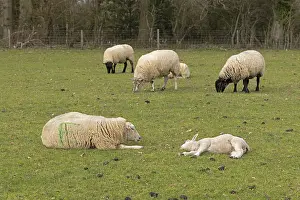 Cute Lamb Pictures Prints: Sheep, ewe and lamb lying side by side