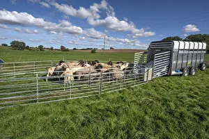 Animal Husbandry Practices Germany Prints: Sheep in Ferch in front of loading on pasture
