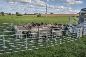 Northern German Farm Animals Prints: Sheep in Ferch in front of loading on pasture