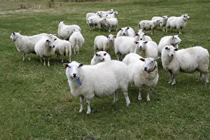 Livestock Breed Prints: Sheep in Hoddevik
