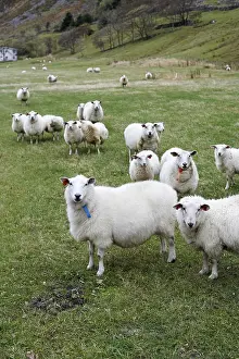 Hilly Landscape Prints: Sheep in Hoddevik