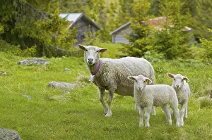 Young Animal Photography Prints: Sheep with lambs