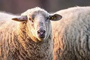 Black Forest Livestock Farming Prints: Sheep in the light of the evening sun