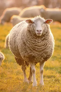 German Countryside Evening Scene Prints: Sheep in the light of the evening sun