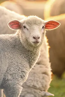 Atmospheric Evening Sky Photography Prints: Sheep in the light of the evening sun