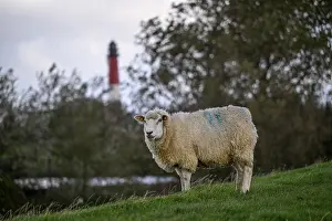 North Sea Coastal Area Prints: Sheep in front of the lighthouse
