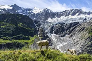 Bernese Oberland Scenery Prints: Sheep in front of mountain panorama
