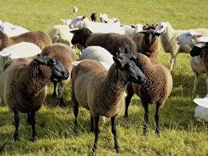 Framed Print : Sheep on the Pasture Print Framed Print : Sheep on the Pasture Print