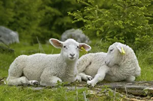 Deserted Animal Scene Prints: Sheep resting