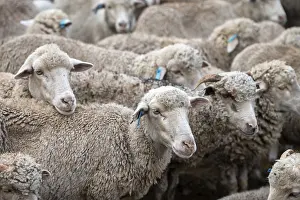 Images Dated 4th May 2024: Sheep Shot Up Close Print, Libode, Eastern Cape