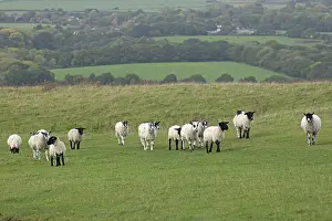 Deserted Farm Landscapes Prints: Sheep, South Downs Way at Devil's Dyke