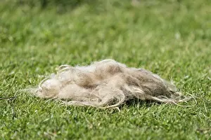 Faroe Islands Scenery Prints: Sheep's wool lying in the grass