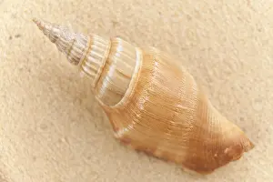 Sandy Beach Prints: Shell on the beach
