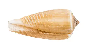 Prints of Empty shell of a cone snail against white background Snail Prints: Empty Shell of a Cone Snail Print