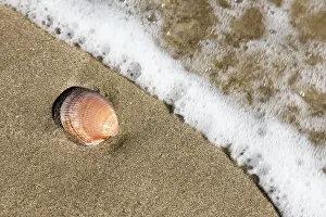 Mollusk Shell Image Prints: A shell in the sand on the beach
