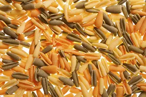 Empty Plate Meal Ideas Prints: Shell shaped spaghetti background