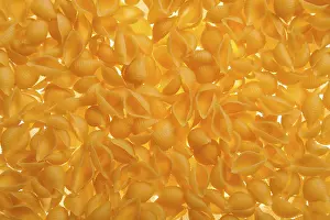Food Photography Backgrounds Prints: Shell shaped spaghetti background