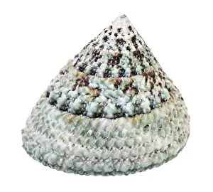 Isolated Seashell Photo Prints: The shell of a slotted snail against a white background