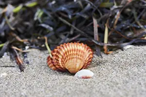 Nature Conservation Area Spain Prints: Shellfish and seaweed lying on the beach