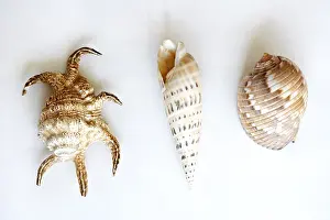 Bivalve Shells Prints: Three shells