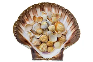 Mussel Shell Pictures Prints: Shells