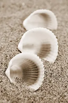 Close Up Shells Prints: Shells on the beach