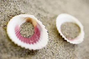 Bivalve Shell Details Prints: Shells on the beach