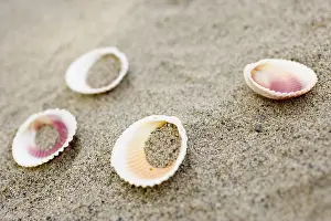 Bivalve Shell Details Prints: Shells on the beach