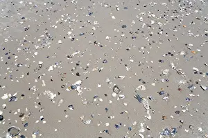 Bivalve Shell Images Prints: Shells at beach