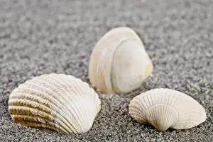 Bivalve Shells Prints: Shells on the beach