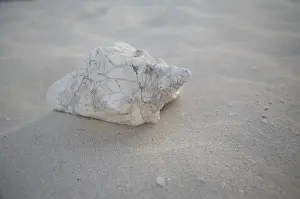 Bivalve Shell Images Prints: Shells on the beach, Cuba