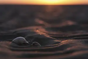 Coastal Area In Germany Prints: Shells of the common cockle (Cerastoderma edule) in the mudflats