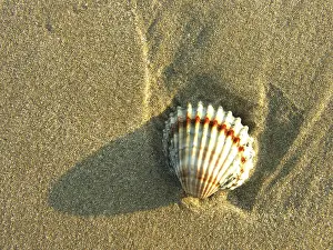 Sandy Beach Tracks Prints: Shells in the sand