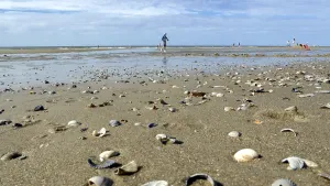Dutch Coast Prints: Shells on sandy beach with a walker in the background
