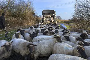 Northern German Shepherd Prints: Shepherd loading into the double-decker cattle trailer