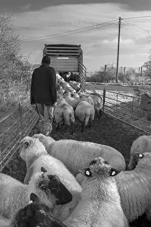 Animal Husbandry Practices Europe Prints: Shepherd loading his sheep into a double-deck cattle trailer