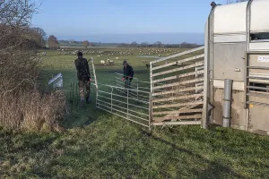Northern Germany Livestock Prints: Shepherds prepare the sheep pens for loading