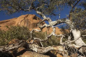 Erongo Region Landscape Prints: Shepherd's tree (Boscia albitrunca)
