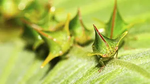 Prints of Shield Bug, Chust Bug, Hemiptera, Tropical Rainforest, Napo River Basin, Amazonia, Ecuador, America Hemiptera Prints: Shield Bug Print, Napo River Basin, Ecuador