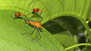 Images Dated 29th January 2024: Shield Bug Print, Tropical Rainforest Scene