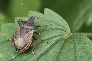 Prints of A shield bug on the leaf Bed Bug Prints: Shield Bug on Leaf Print