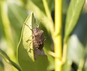 Prints of Shield bug on the leaf of a bush Related Prints: Shield Bug on Bush Leaf Print