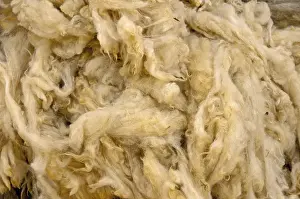 Full Frame Photography Prints: Shorn sheep wool