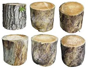 Collage Prints: Old Pine Tree Trunk Print