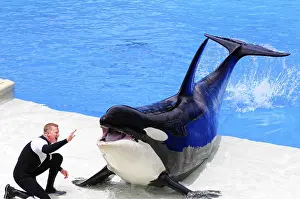 Prints of During a show, an orca interacts with a trainer at the edge of the pool, Dressed orcas (Orcinus orca), Shamu Stadium, SeaWorld, San Diego, California, USA Killer Whale Prints: Orca Interacts with Trainer at SeaWorld Print