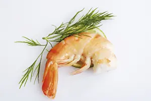 Close Up Seafood Prints: Shrimp with dill