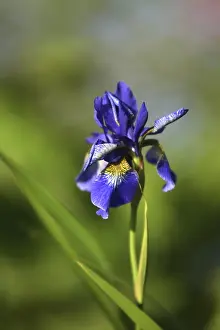 Deserted Nature Scenes Prints: Siberian iris