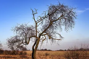 Uninhabited Forest Scene Prints: Silhouette of bare tree with erratic shaped branches