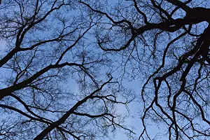 Gloomy Nature Photography Prints: Silhouette of bare trees, branches